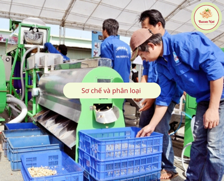 công ty chế biến hạt điều 